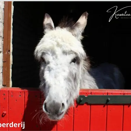 Gezellig 6pers Familiehuis Grote Tuin Met Bbq Aan Gelderland (adults Only) Ewijk